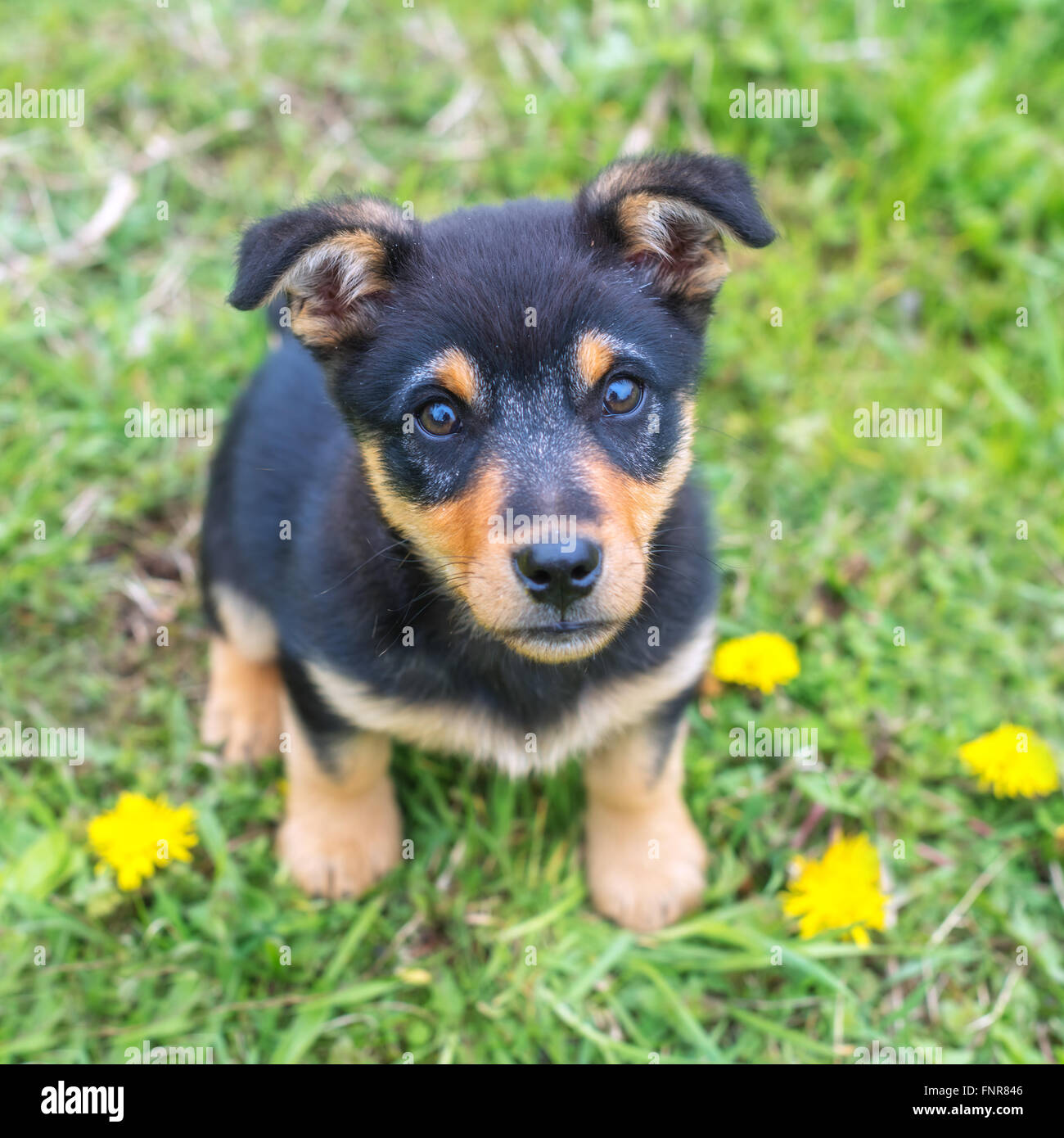 Piccolo cucciolo su erba verde Foto Stock