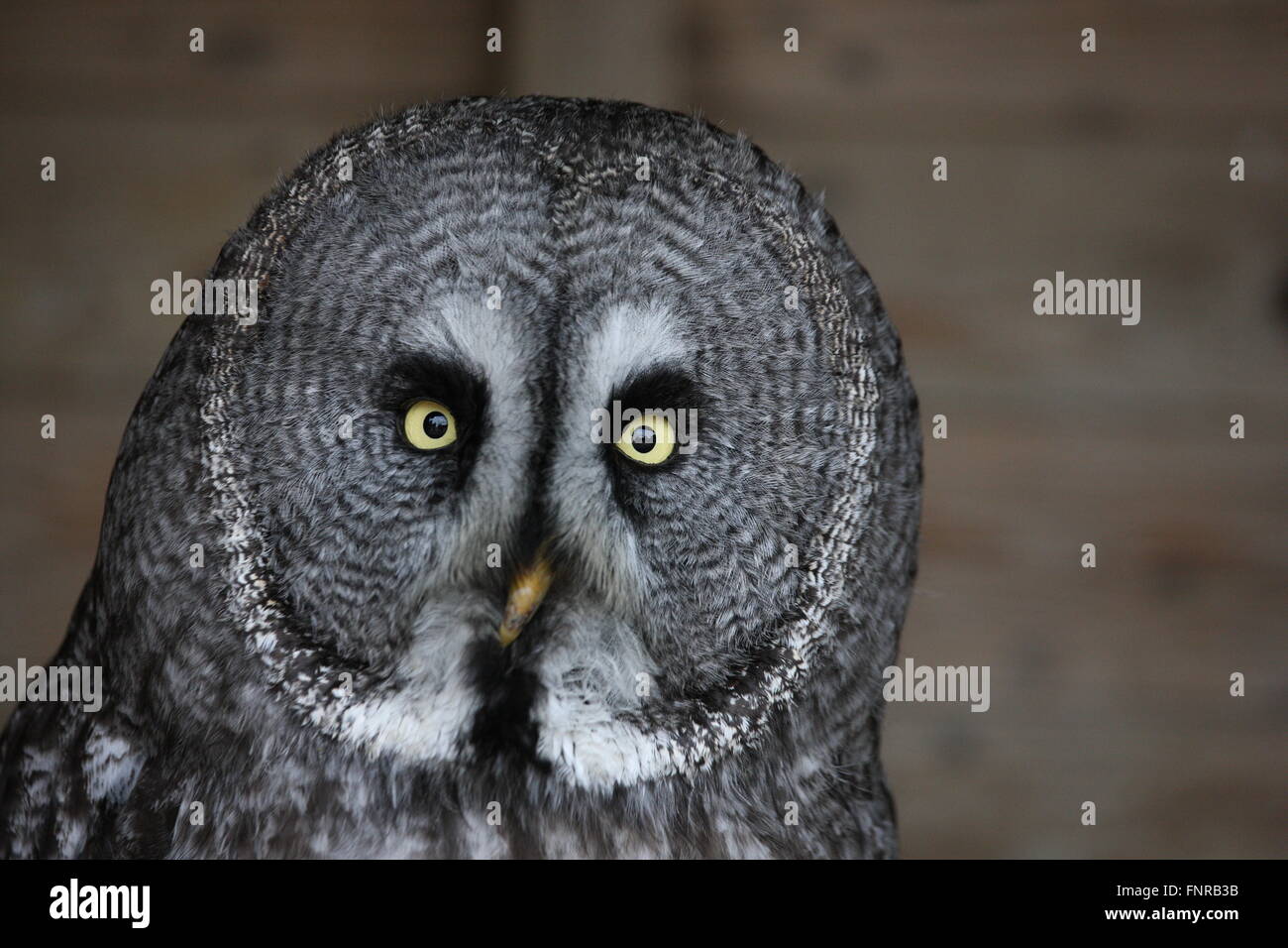 Grande gufo grigio o Lapponia Allocco,Strix nebulosa testa solo girato entrambi gli occhi aperti e cerca nella fotocamera .in cattività ,bird Foto Stock