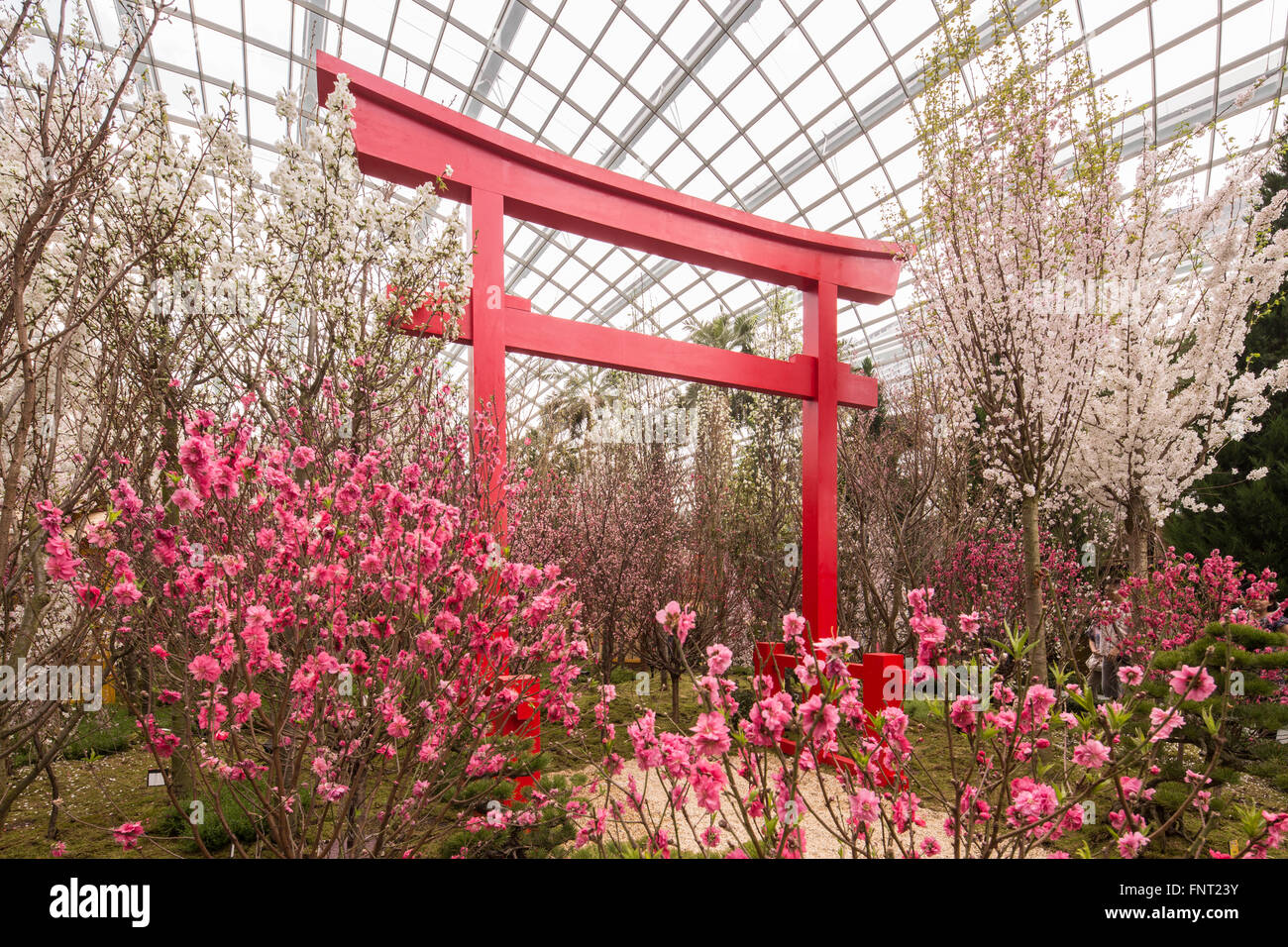 Marzo 2016. Decorazione dell'evento al coperto Cherry Blossom al Gardens by the Bay, Flower Dome. Singapore. Foto Stock