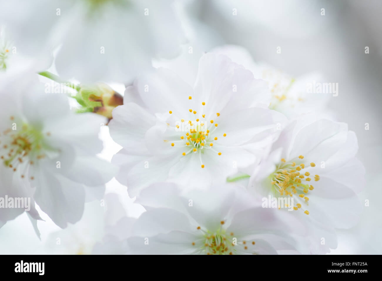 Primo piano di un'immagine pulita del fiore bianco di ciliegio in fiore. Singapore Foto Stock