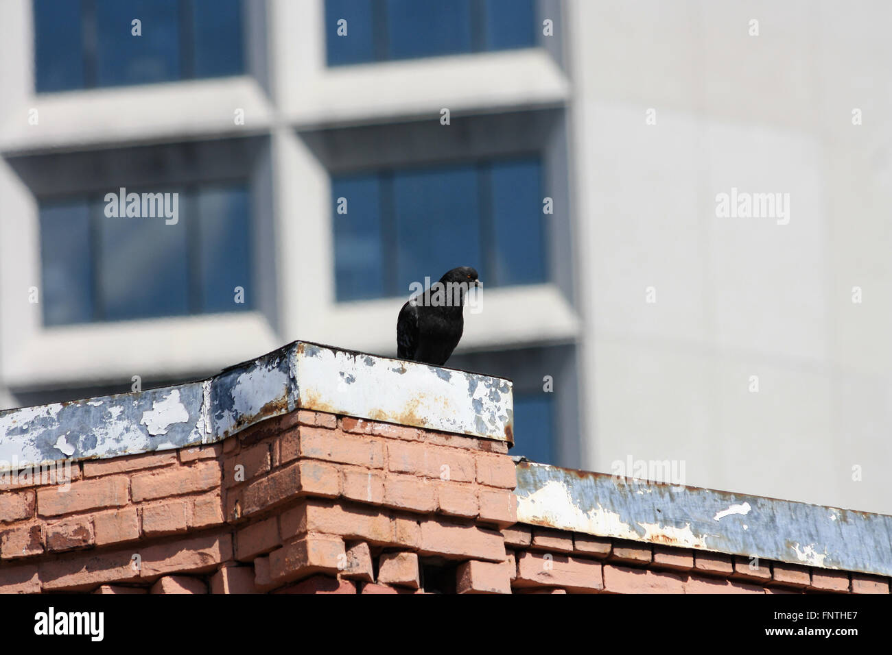 Arroccato Piccione nero, Saint John New Brunswick Canada Foto Stock