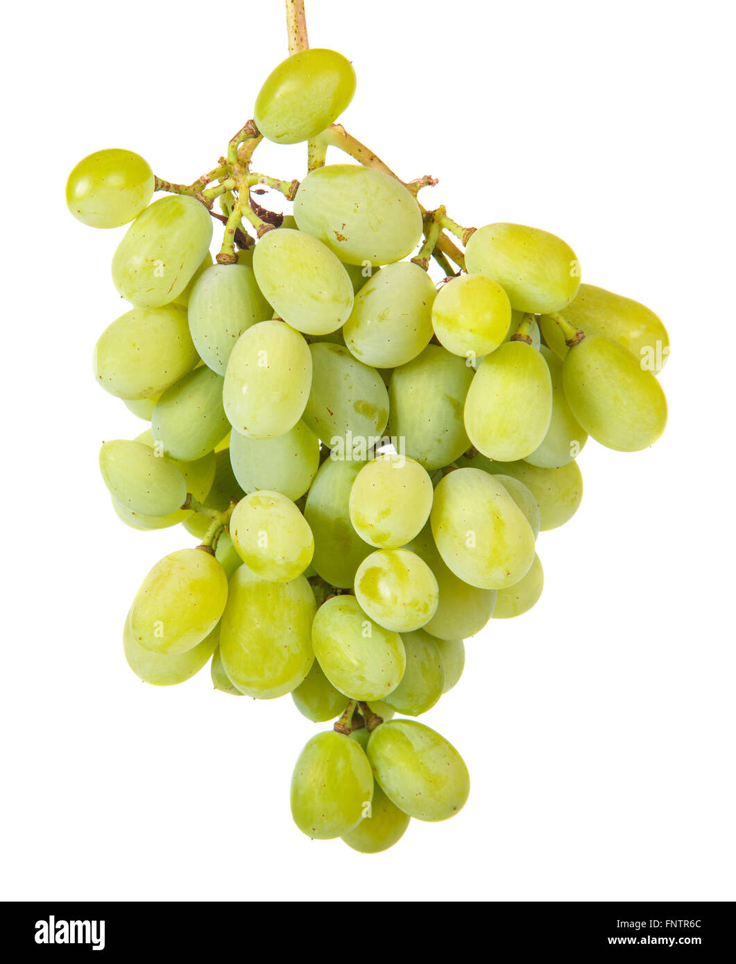 Grappolo di uva verde isolato su uno sfondo bianco Foto Stock