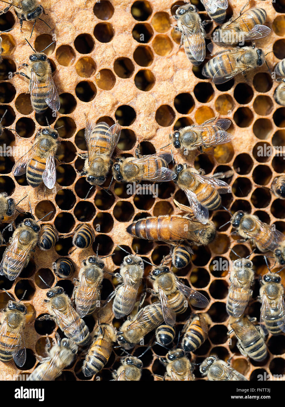 La produzione di miele con letto Queen Bee. Foto Stock