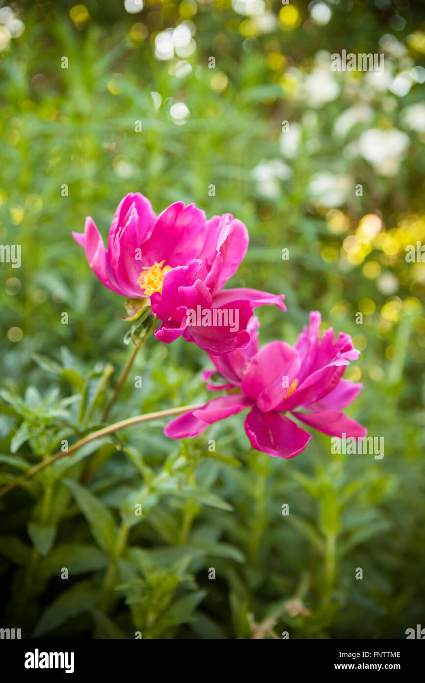 Fiore di dissolvenze peonia in giardino Foto Stock