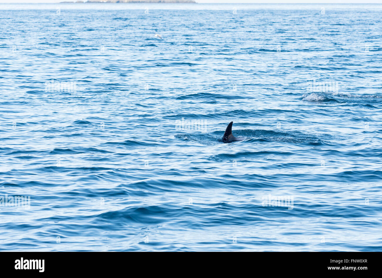 La pinna di una piscina dal becco bianco Dolphin Foto Stock