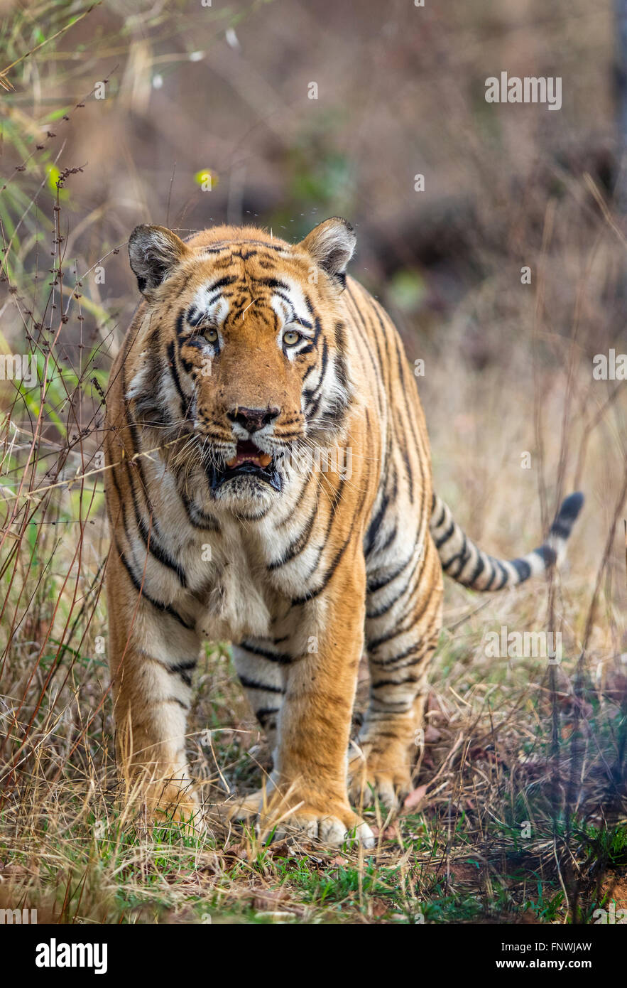 Waghdoh o Scarface enorme maschio dominante Tiger a Tadoba, India. ( Panthera Tigris ) Foto Stock