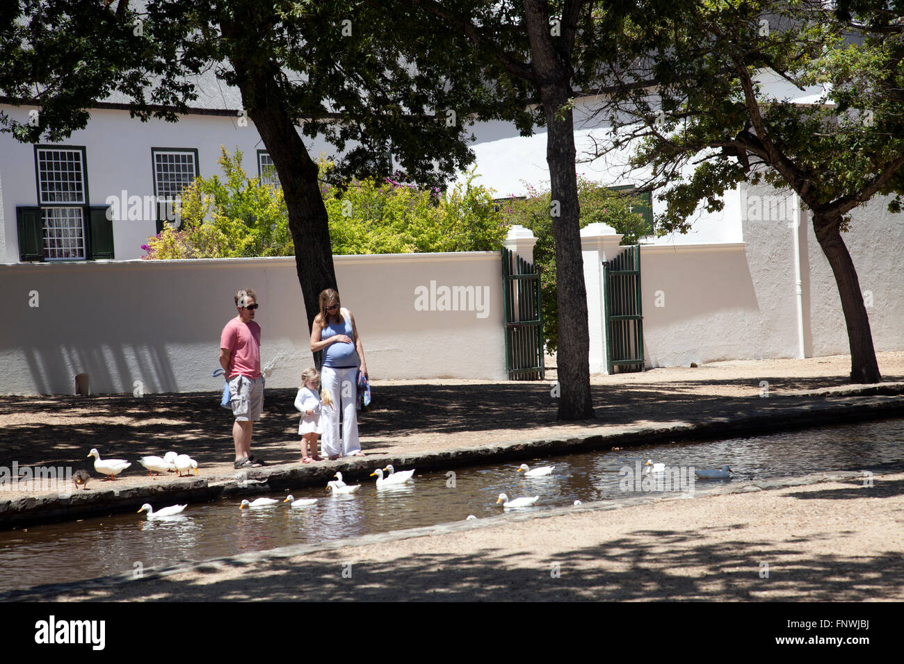 Alimentazione della famiglia anatre a Groot Constantia in Città del Capo - Sud Africa Foto Stock