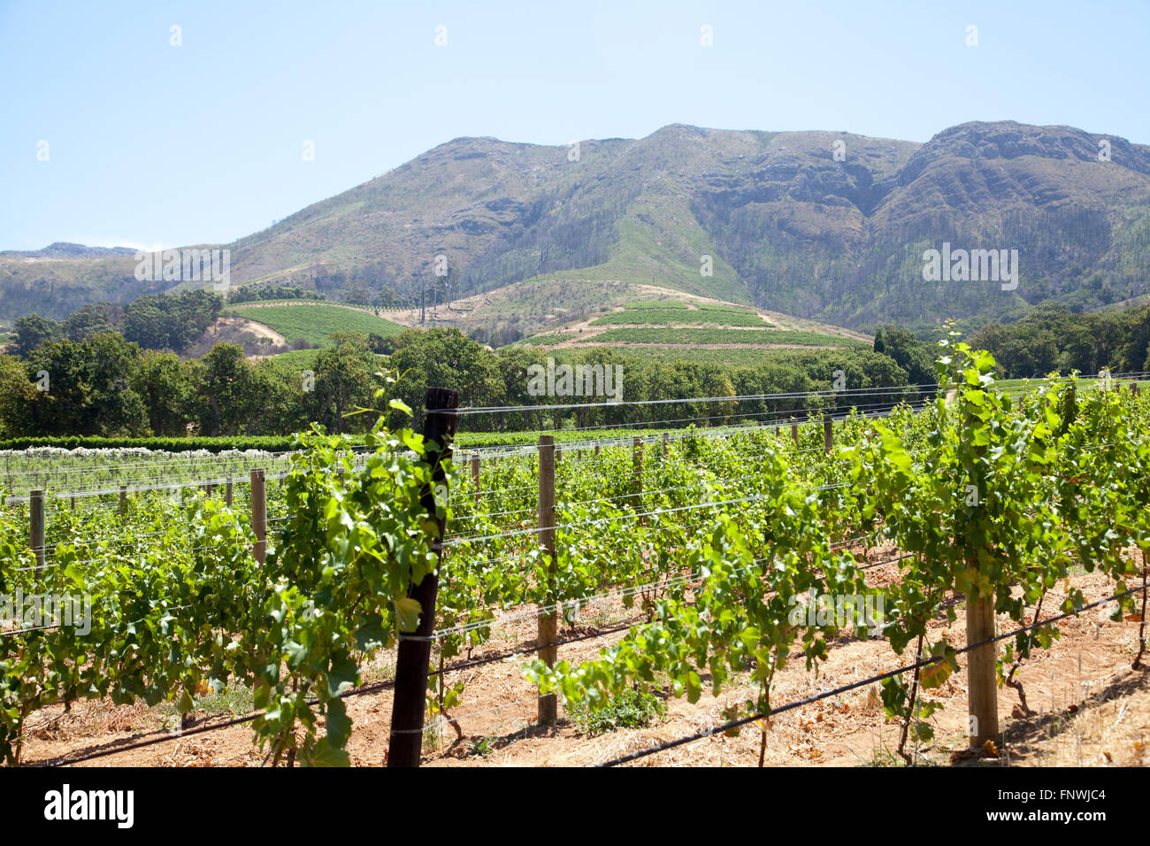 Viti a Groot Constantia Wine Estate in Città del Capo - Sud Africa Foto Stock