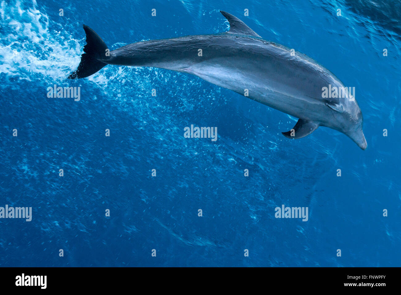 Il tursiope o delfino maggiore (Tursiops truncatus) cavalcando le onde. I Delfini nelle isole Tuamotu, Rangiroa Atoll, crociera a bordo del Paul Gaugui Foto Stock