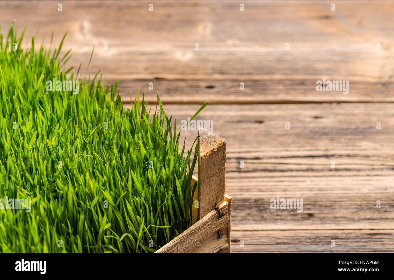 Germogli di Grano verde erba con spazio per il testo Foto Stock
