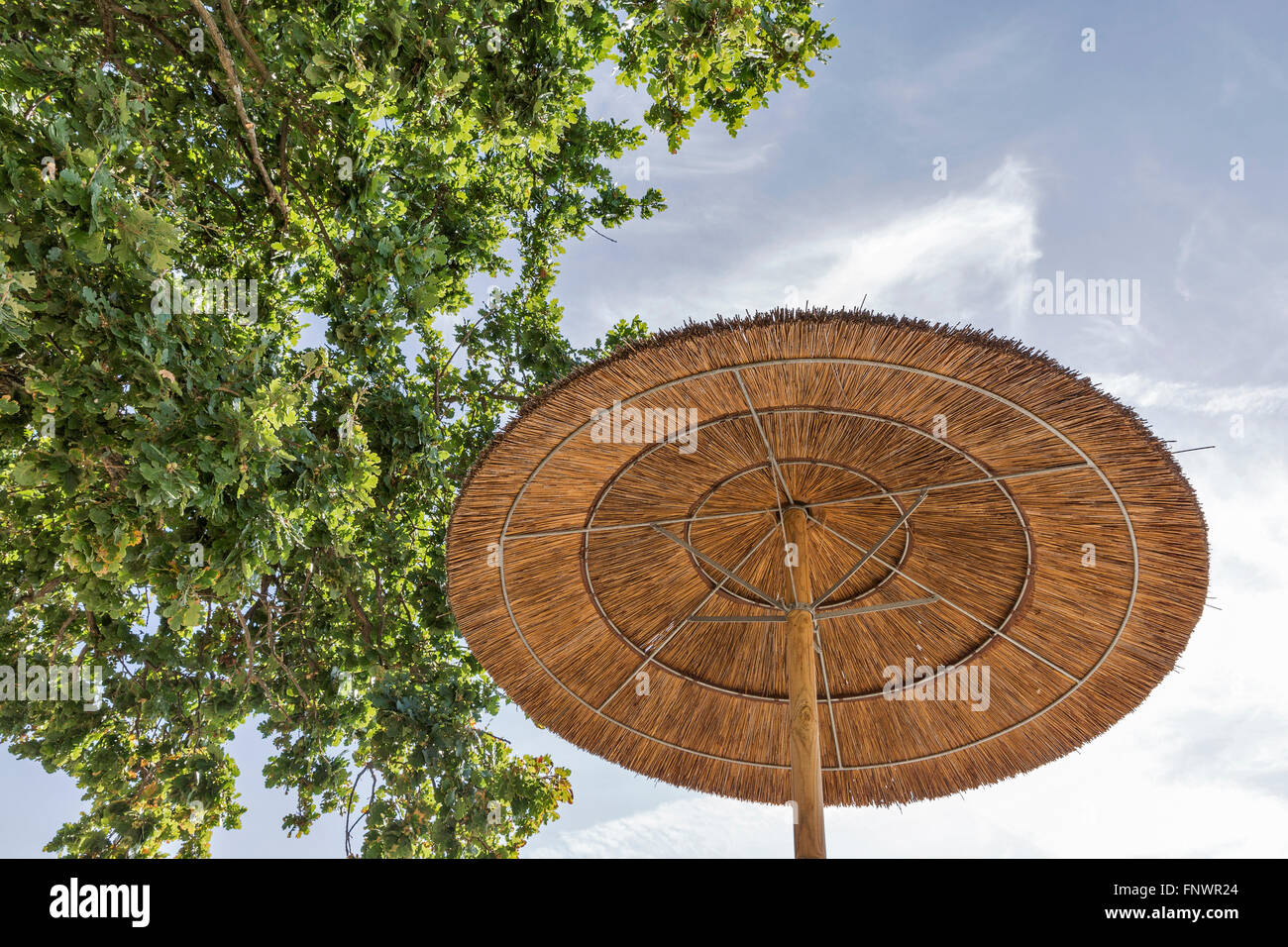 Ombrello di paglia su uno sfondo di cielo blu e quercia. vista dal basso. Foto Stock