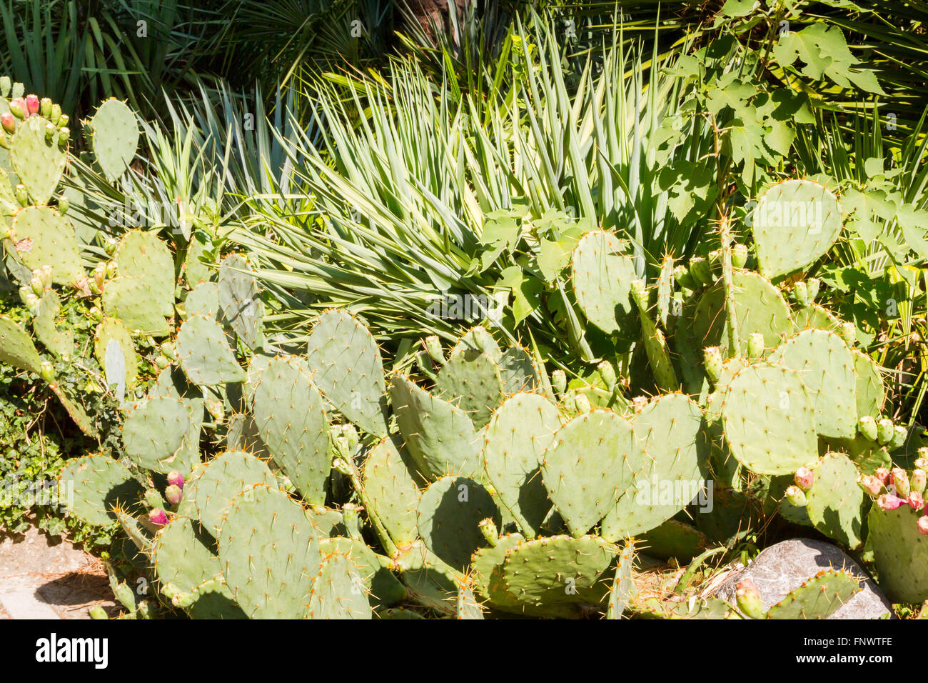 Il fico d'india cactus crescere in estate in giardino Foto Stock