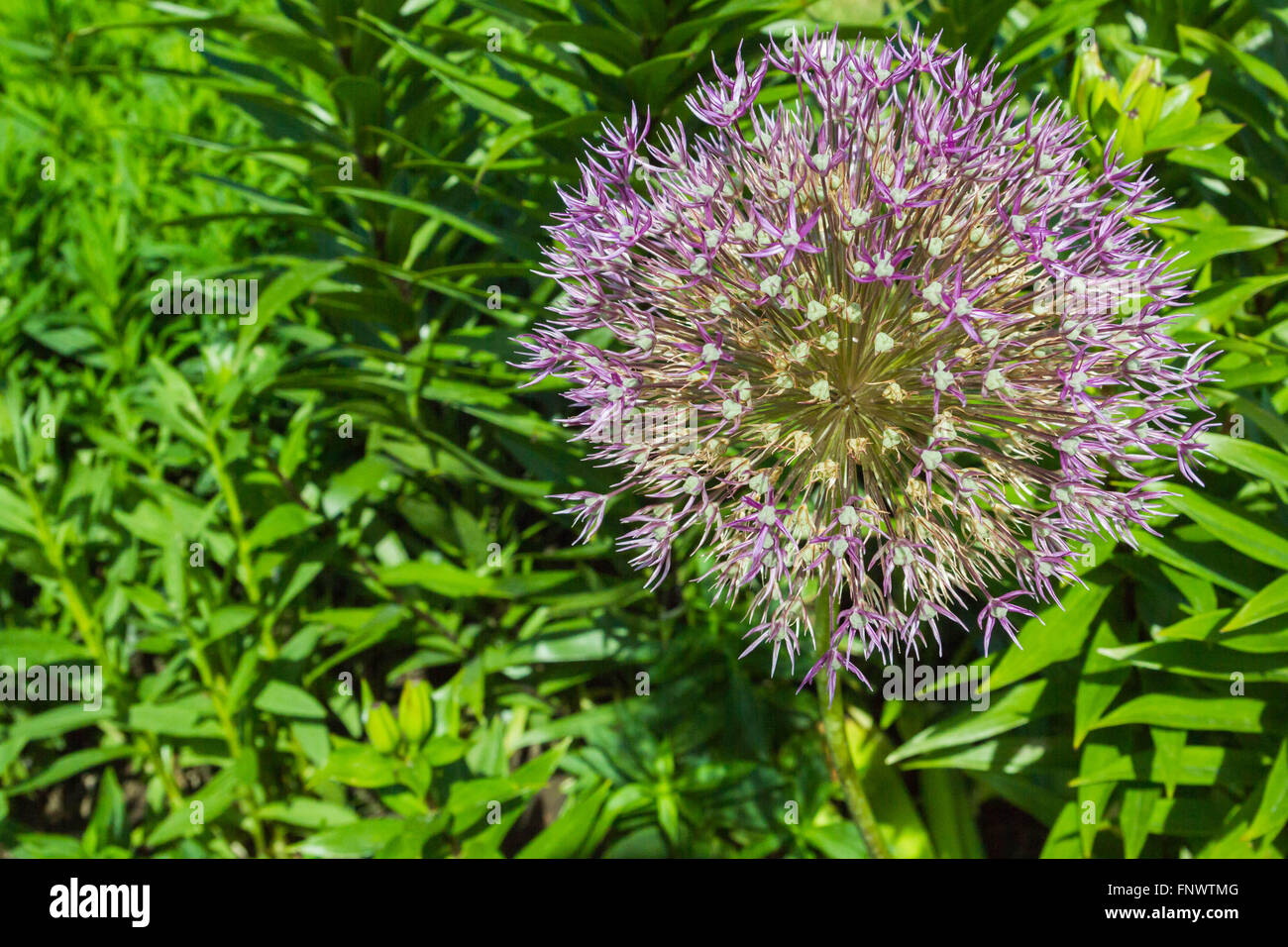 Fiori di colore rosa su una macchia verde nel Parco in estate Foto Stock