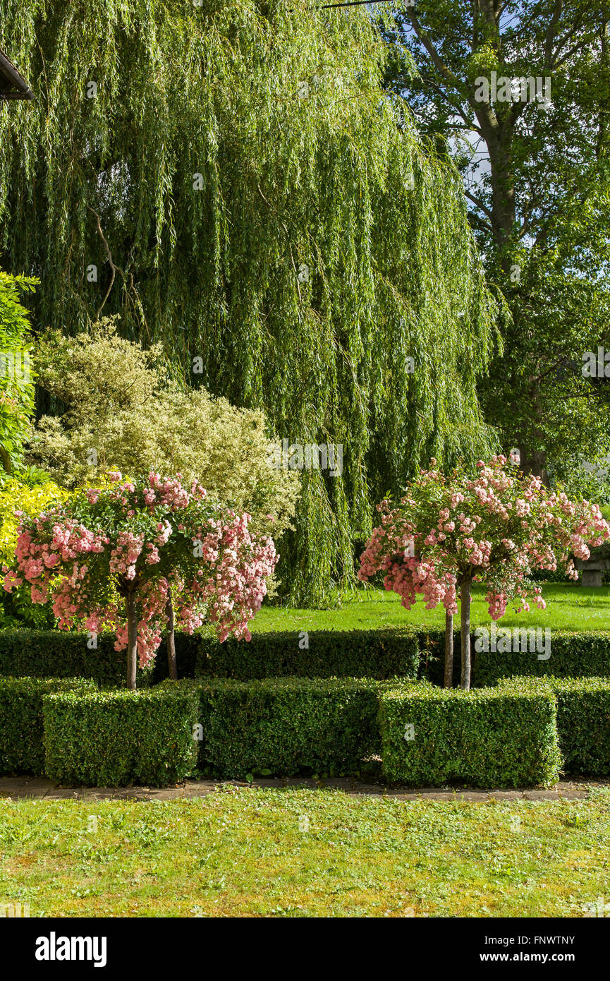 In un villaggio Costwold giardino anteriore; rose e Willow Tree Foto Stock