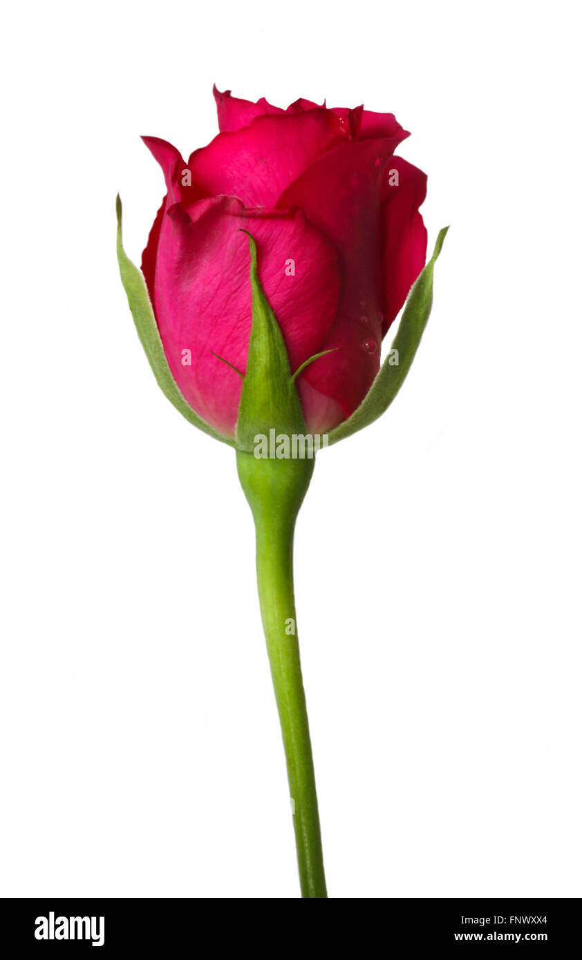 Bocciolo di rosa rosa Foto stock - Alamy