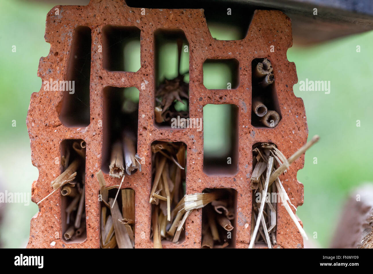insetti hotel mattone per insetti giardino Foto Stock