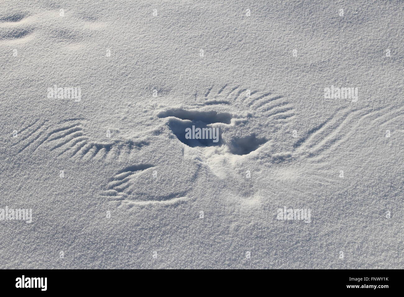 Pattern nella neve da un uccello tenuto spento. Foto Stock