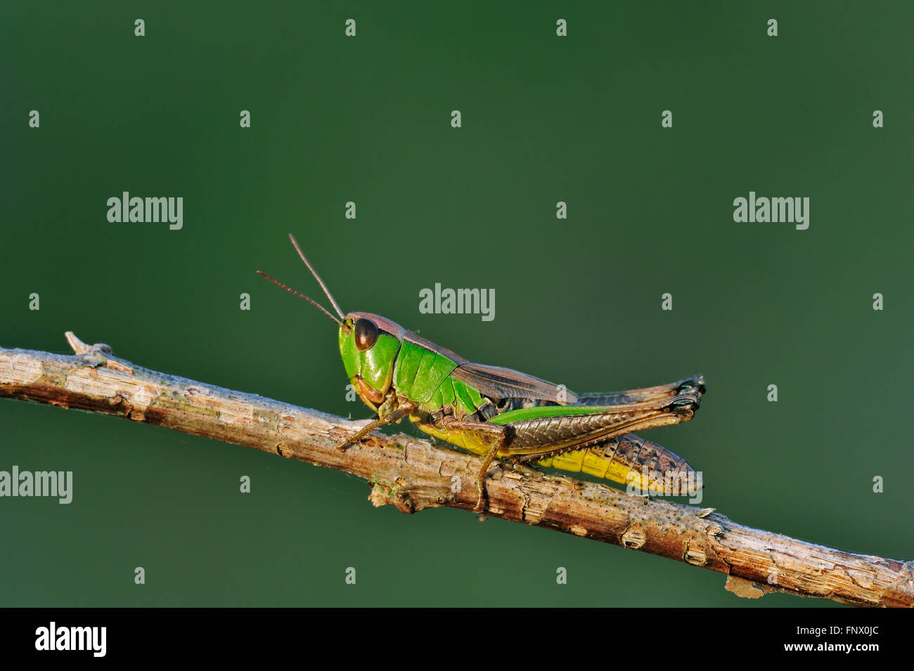 Prato grasshopper (Chorthippus parallelus) femmina colore verde morph su ramoscello Foto Stock