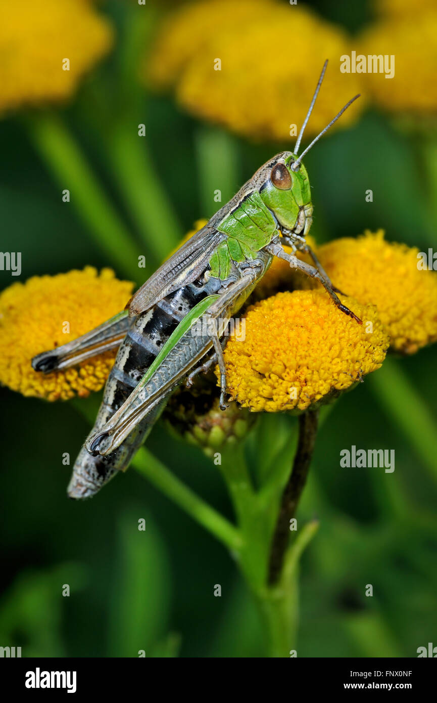 Prato grasshopper (Chorthippus parallelus) femmina colore verde morph su comuni tansy fiori (Tanacetum vulgare) Foto Stock