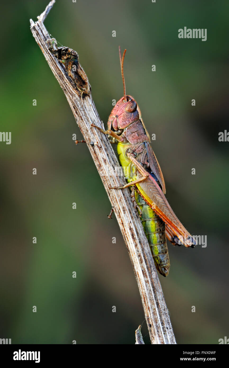 Prato grasshopper (Chorthippus parallelus) femmina colore rosa morph su ramoscello Foto Stock