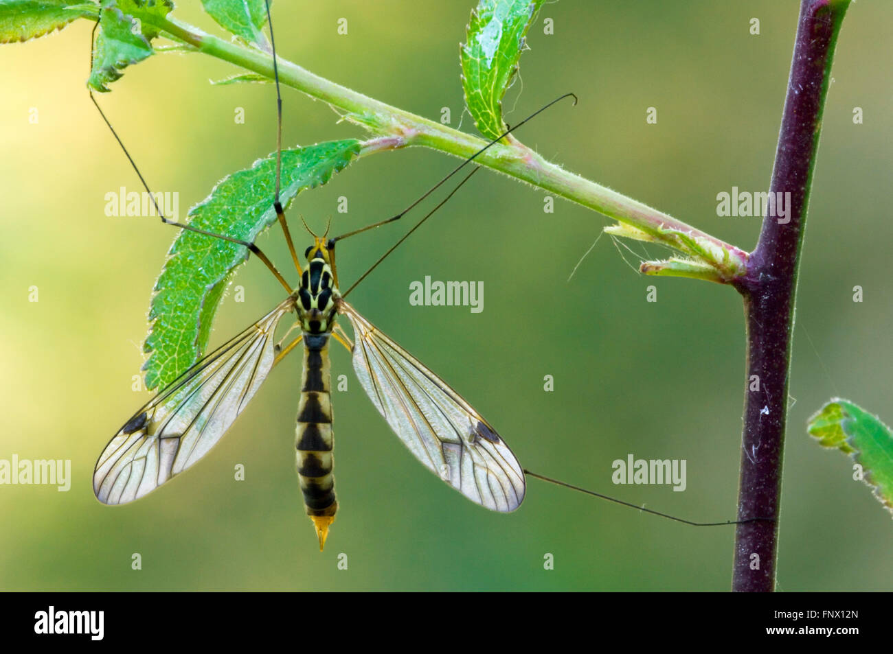 Vero cranefly (Nephrotoma quadrifaria / Tipula quadrifaria) femmina aggrappate ramoscello Foto Stock