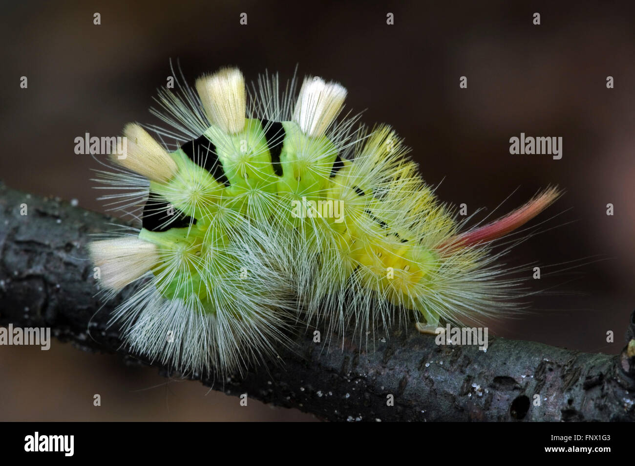 Pale Tussock Moth caterpillar (Dasychira pudibunda / Calliteara pudibunda / Phalaena pudibunda) sul ramo Foto Stock