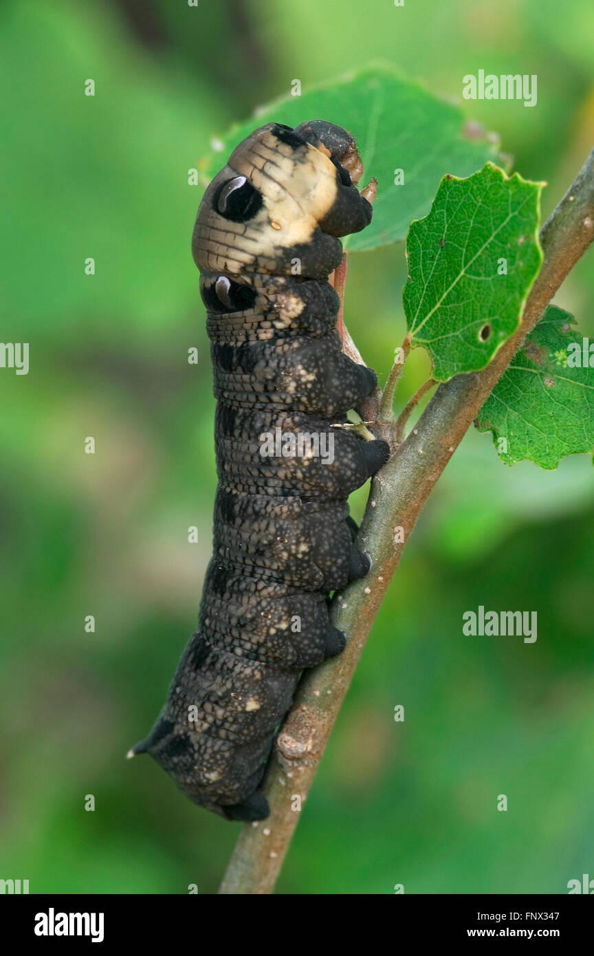 Elephant hawk-moth caterpillar (Deilephila elpenor / Sphinx elpenor) mangiare le foglie nella boccola Foto Stock