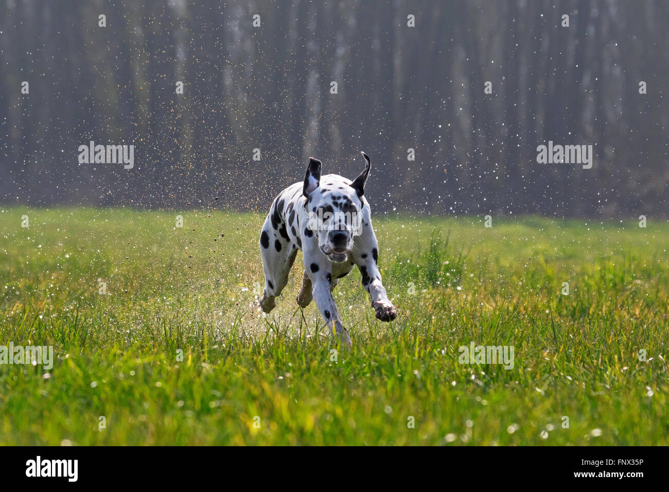 Dalmata carrello / cane / pullman maculato cane che corre attraverso l'erba bagnata nel campo Foto Stock