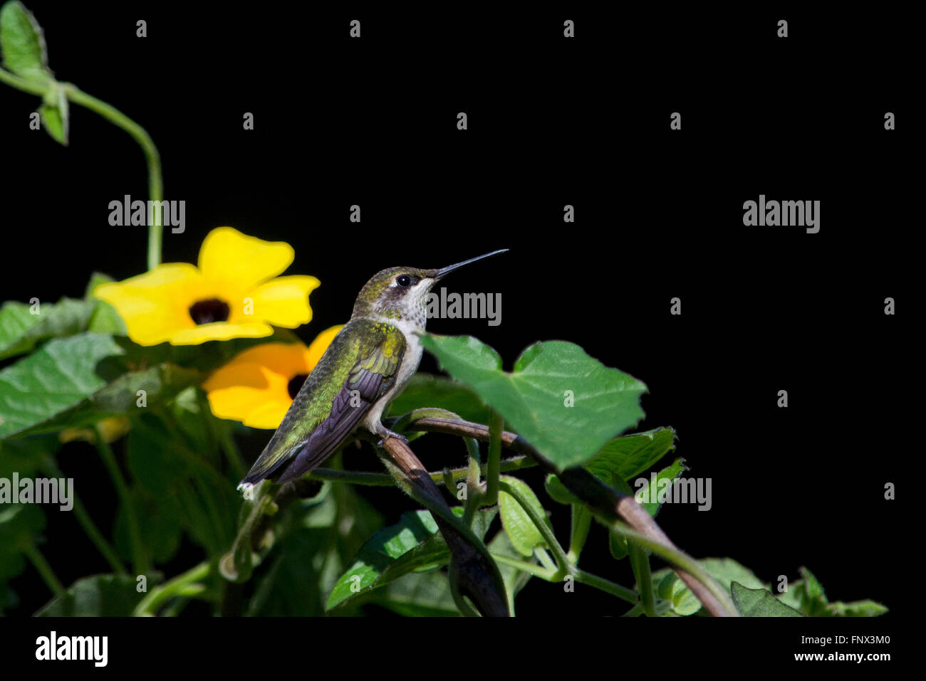 Hummingbird seduti sul pesce persico con fiore in giardino habitat Foto Stock