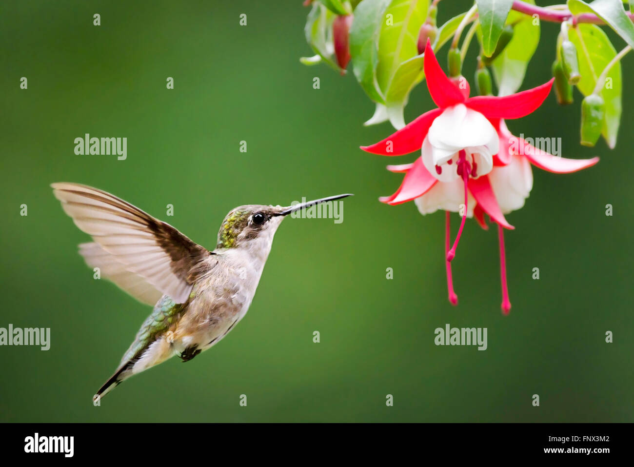 Ruby throated hummingbird battenti con fiore nel giardino estivo. Foto Stock