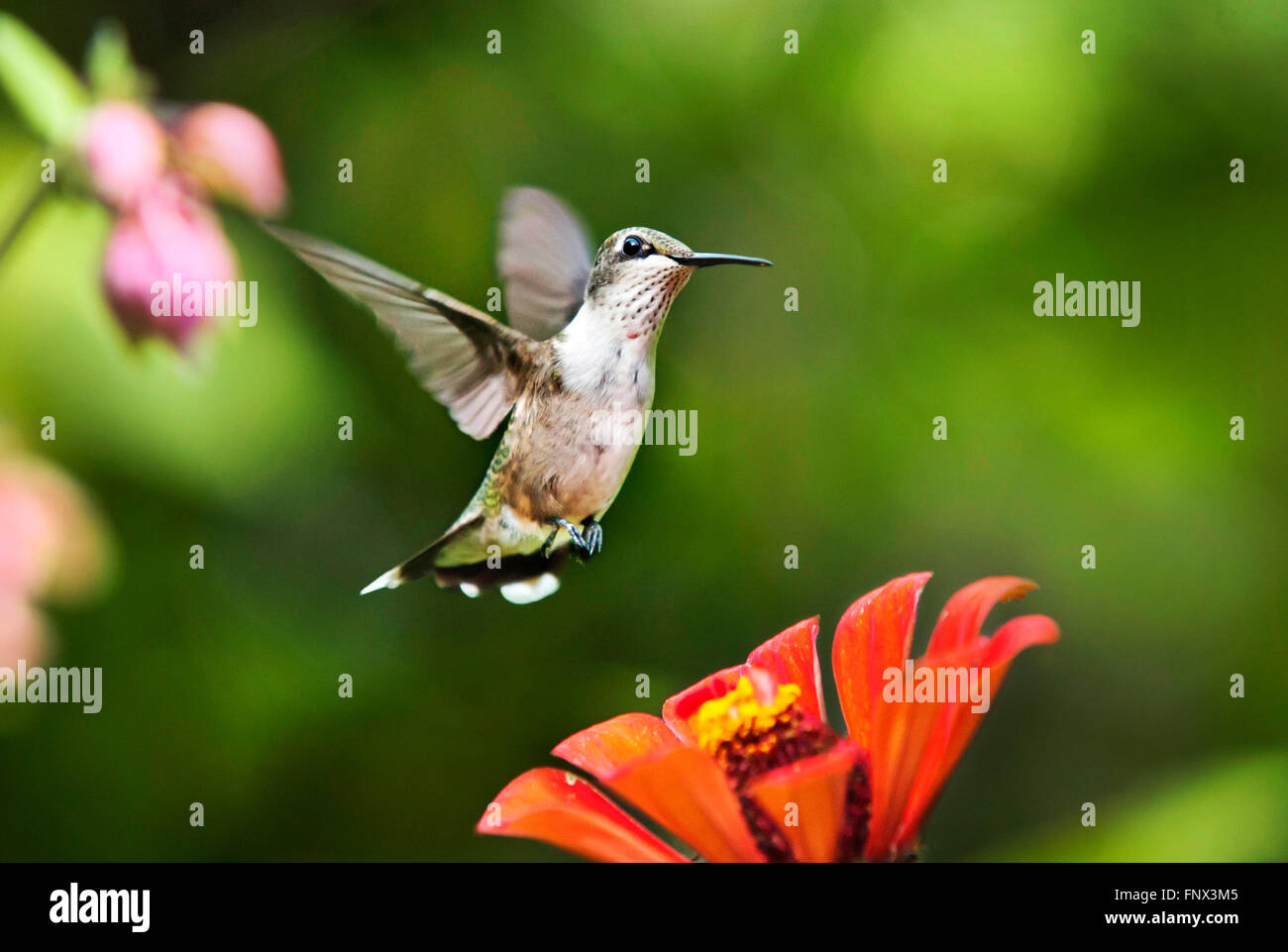 Ruby throated hummingbird battenti con zinnia fiore nel giardino estivo. Foto Stock