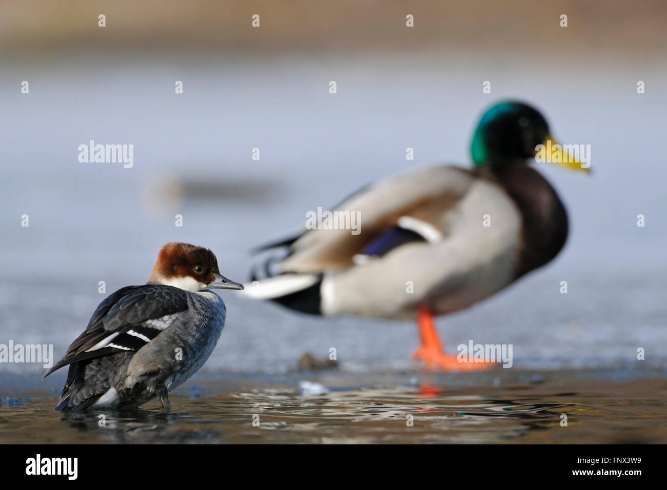 Smew femmina ( Mergellus albellus ) e anatra Mallard / Wild ( Anas platyrhynchos ) l'una accanto all'altra, bel confronto delle dimensioni, fauna selvatica, Europa. Foto Stock