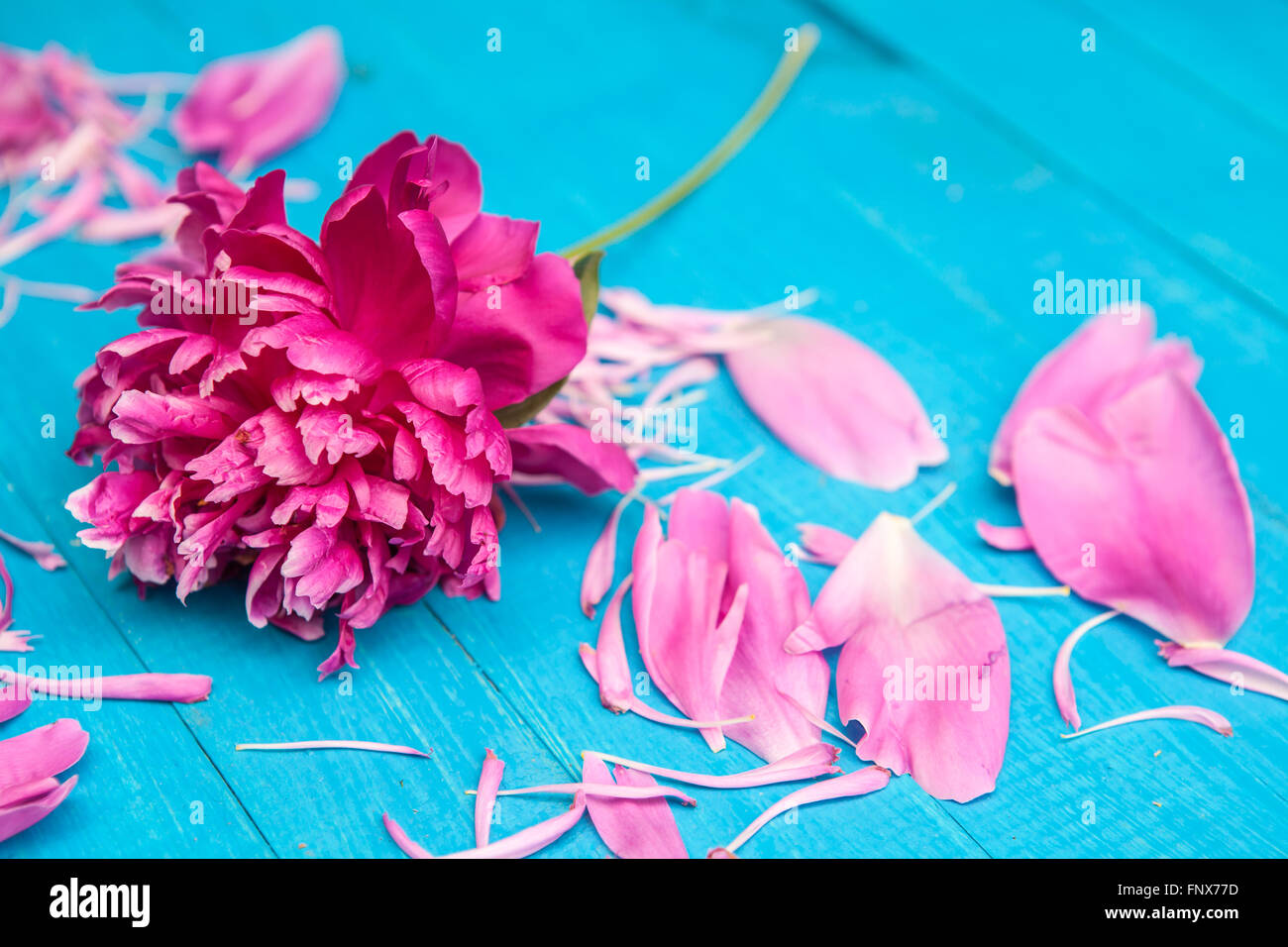 Peonia fiore circondato divorziati petali sullo sfondo di legno Foto Stock