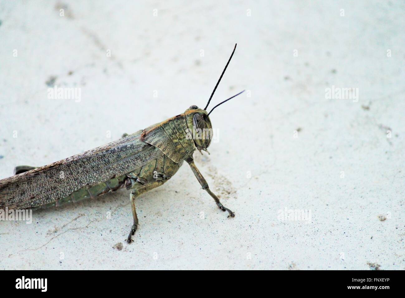 Locust insetto copia di sfondo spazio Foto Stock