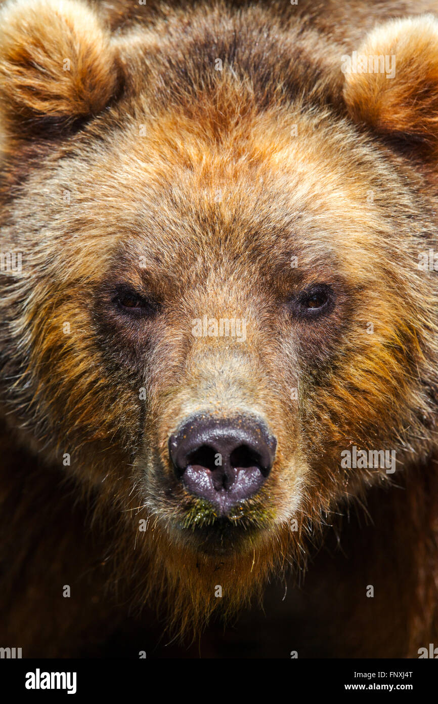 Orso bruno ritratto guarda nella telecamera Foto Stock
