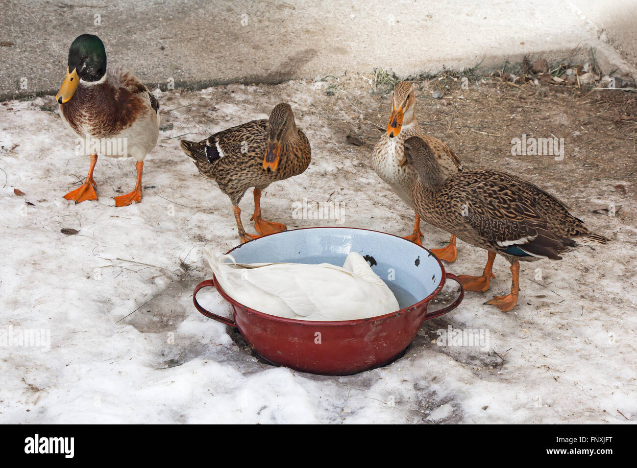 Cinque colorate le anatre domestiche in una neve Foto Stock