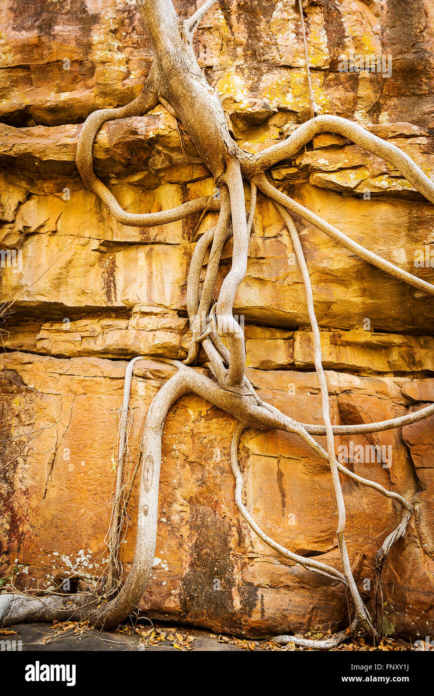 Fig Tree radici si aggrappano alla parete di roccia in Moremi Gorge, Botswana, Africa Foto Stock
