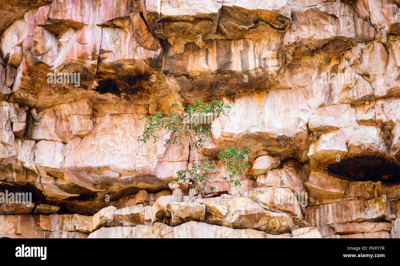 Albero verde cresce contro il contrasto su una roccia arida scogliera Foto Stock