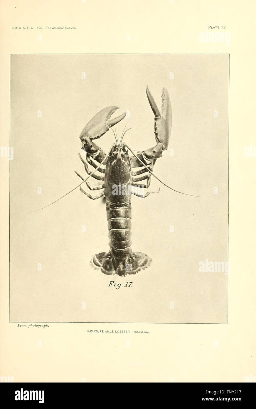 Questo piatto illustra l'anatomia e le caratteristiche dell'aragosta americana, evidenziandone la struttura fisica, l'habitat e il ruolo ecologico negli ambienti marini. Foto Stock