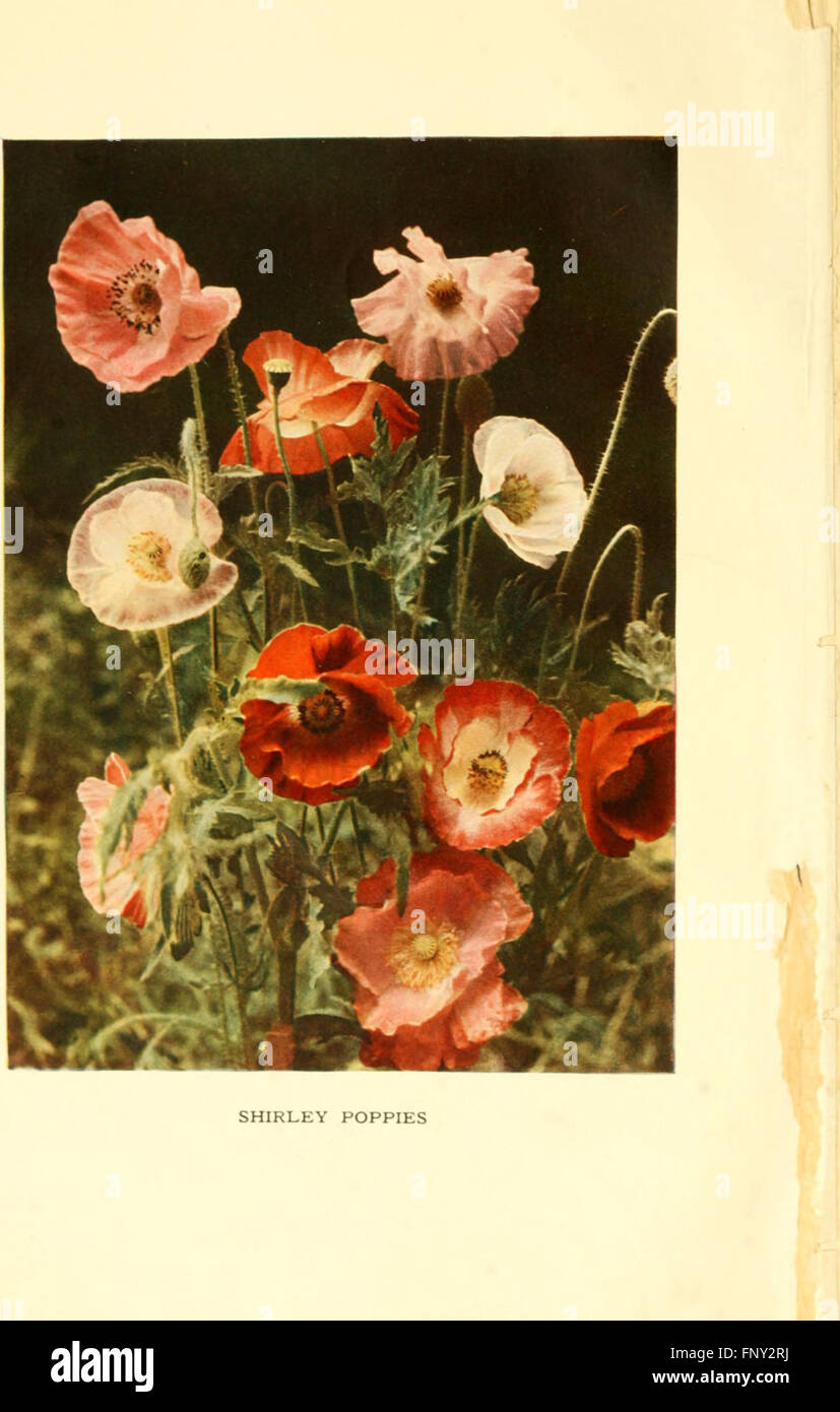 Questo libro fornisce una guida ai fiori duri, evidenziandone le caratteristiche, la coltivazione e la cura per i diversi climi e regioni. Foto Stock