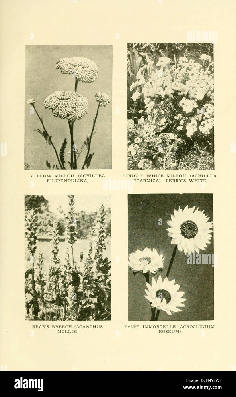 Questo piatto presenta una selezione di fiori duri, evidenziandone la resilienza a condizioni climatiche e climatiche variabili, con illustrazioni dettagliate del loro aspetto e della loro struttura. Foto Stock