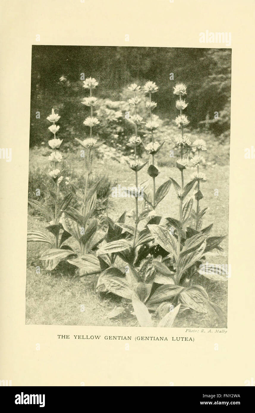 "The Book of Hardy Flowers" (piatto 46) è una guida ai fiori perenni resistenti, che enfatizza le specie adatte ai vari climi e fornisce istruzioni dettagliate per la cura dei giardinieri e degli appassionati di piante. Foto Stock