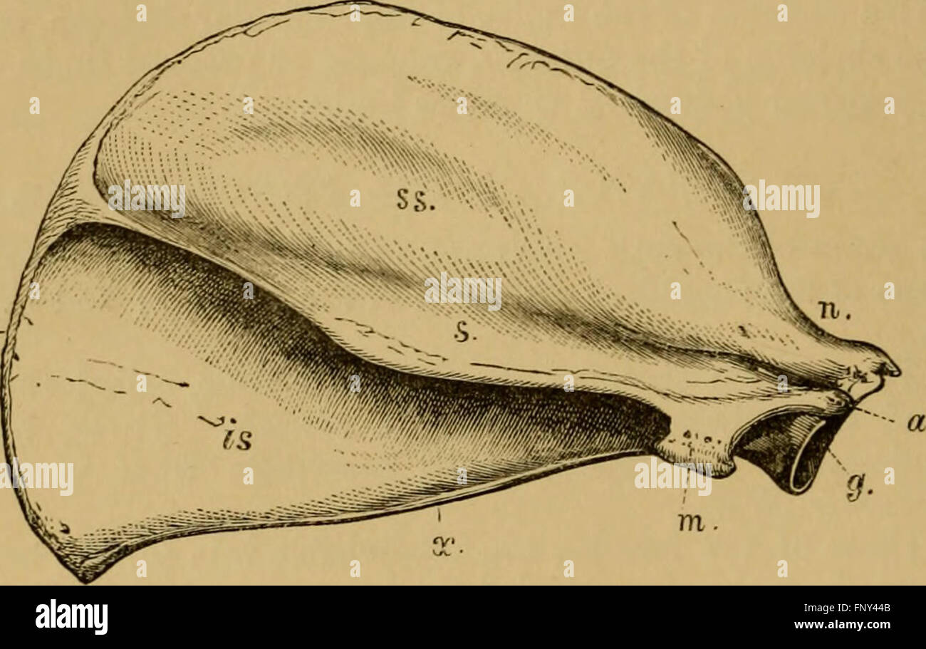 Questo lavoro del 1881 introduce lo studio dei gatti come parte dello studio più ampio di mammiferi e vertebrati, concentrandosi sulle loro caratteristiche, comportamenti e classificazione biologica. Foto Stock