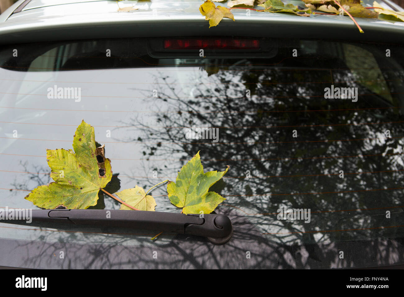 Autmn lascia cadere su e intorno le auto parcheggiate sul lato strada sotto gli alberi. Foto Stock