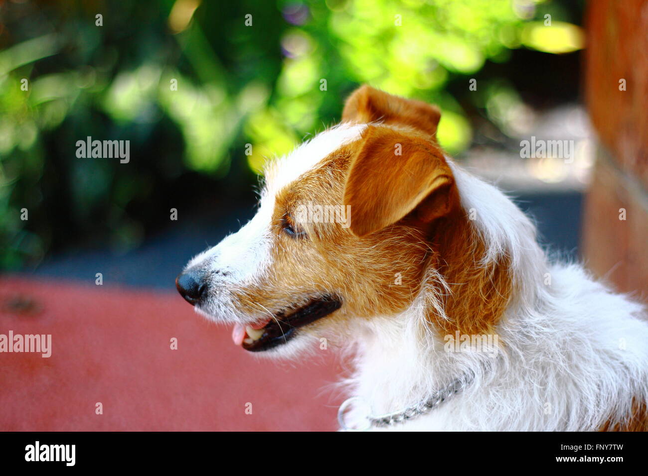 Russell (Jack Terrier) - Staring a distanza Foto Stock