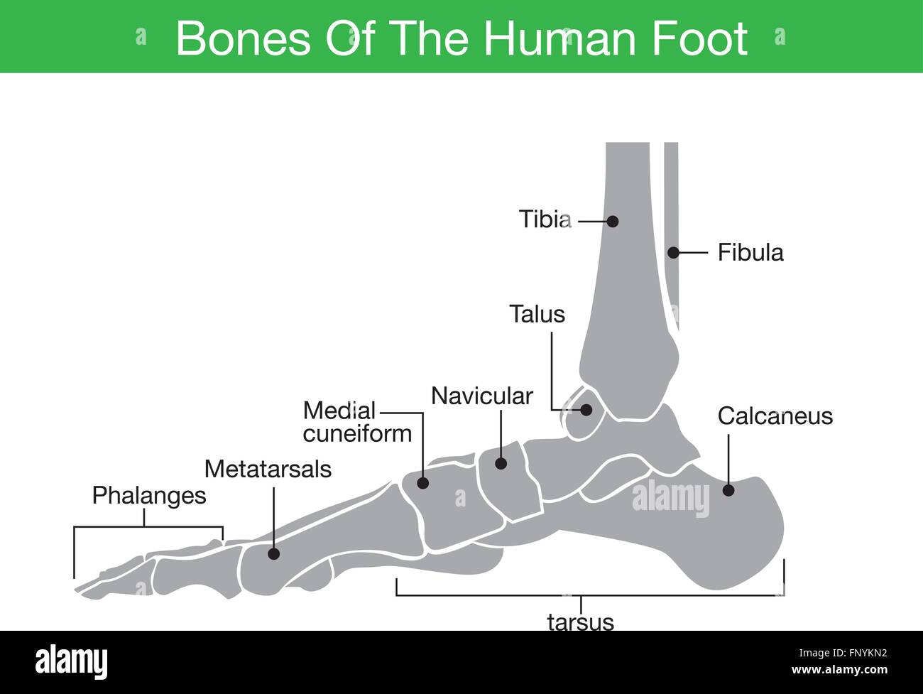 Le ossa del piede umano Illustrazione Vettoriale