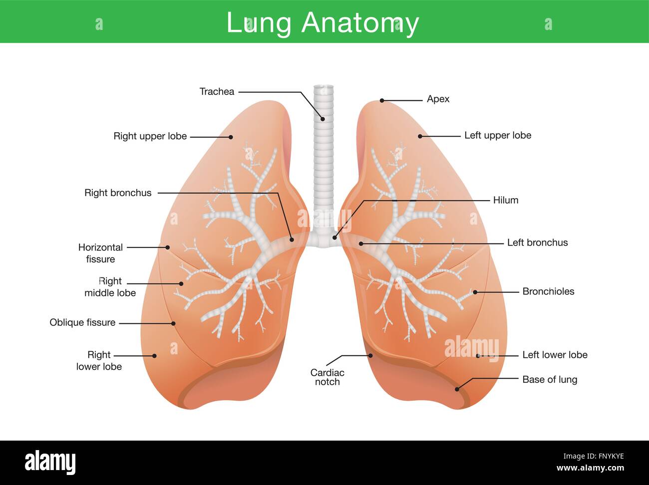 Componenti del polmone umano Illustrazione Vettoriale