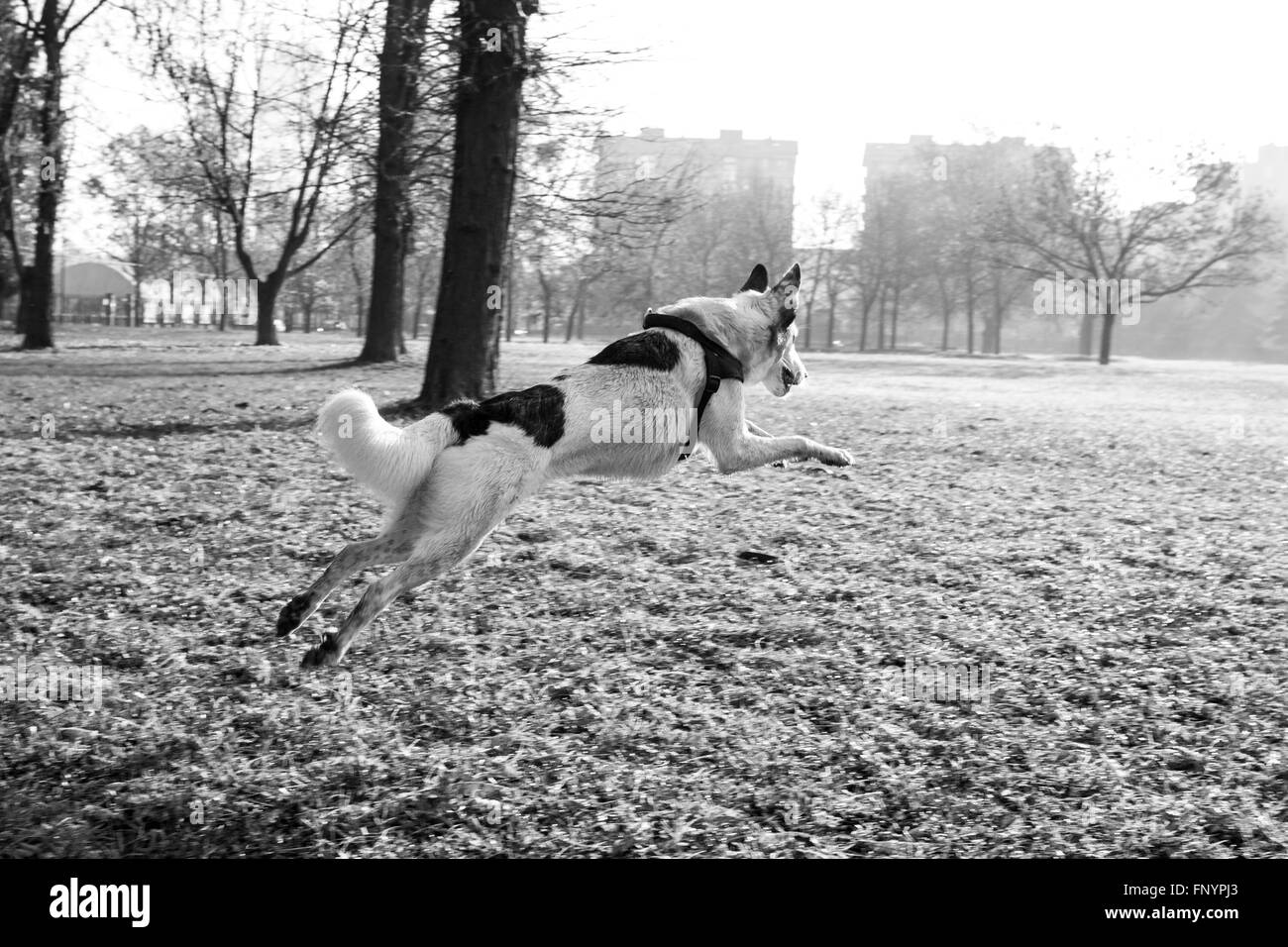 Cane a saltare e giocare al parco. L'Italia, 2015. Foto Stock