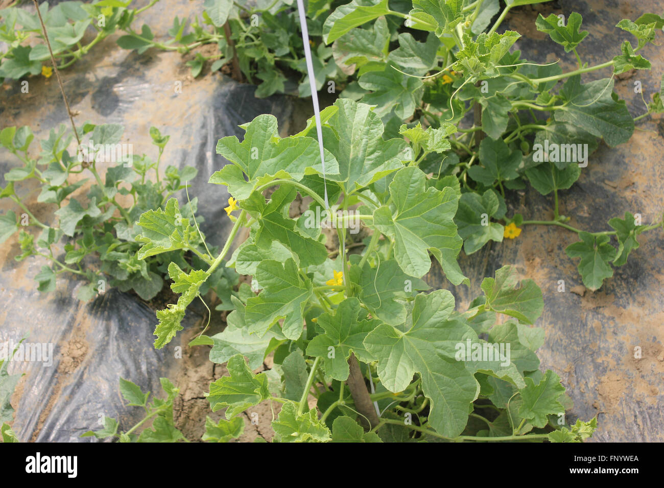 Cucumis melo, Sarda melone, golden melone giallo sulla vite con viticci, piccoli fiori gialli, utilizzato come frutta da tavola Foto Stock