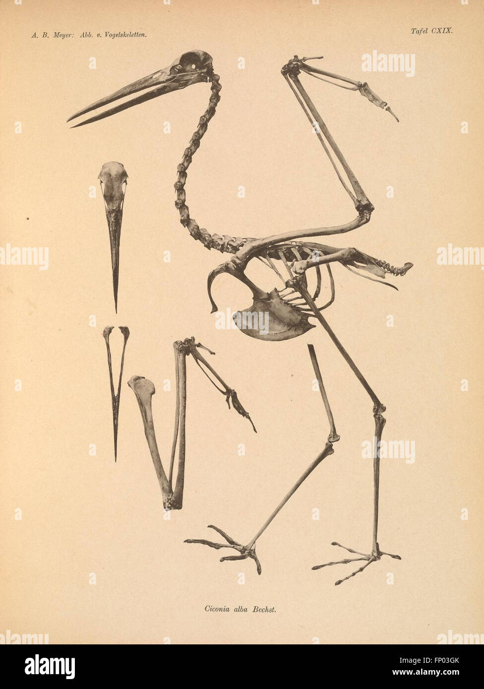 Questa lastra illustra gli scheletri di uccelli, fornendo rappresentazioni visive dettagliate delle strutture scheletriche aviarie, importanti per gli studi ornitologici e l'anatomia comparata. Foto Stock